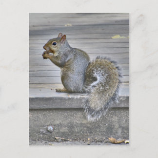 Carte Postale Petit Écureuil Mange Pendant Que Vous Pouvez
