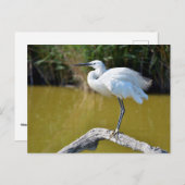 Carte Postale Petit feu perché sur la branche (Devant / Derrière)