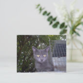 Carte Postale Petit garçon bleu (Debout devant)