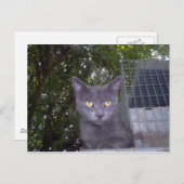 Carte Postale Petit garçon bleu (Devant / Derrière)