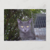 Petit garçon bleu