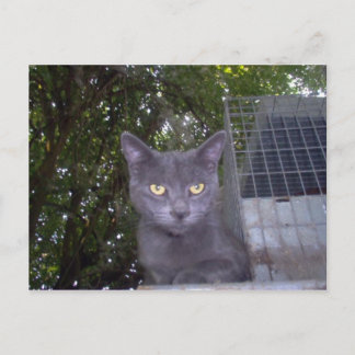 Carte Postale Petit garçon bleu