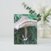 Carte Postale Petit grand champignon (Debout devant)