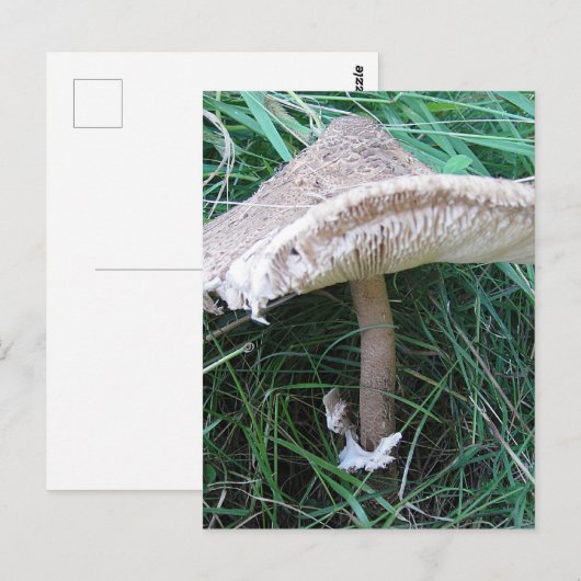 Carte Postale Petit grand champignon (Devant / Derrière)