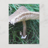 Carte Postale Petit grand champignon (Devant)