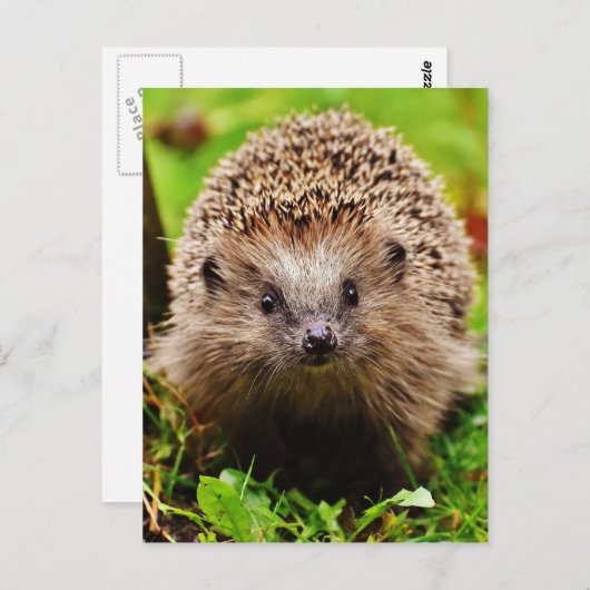 Carte Postale Petit Hérisson mignon dans la forêt (Devant / Derrière)