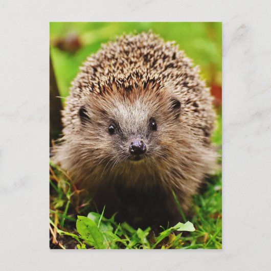 Carte Postale Petit Hérisson mignon dans la forêt (Devant)