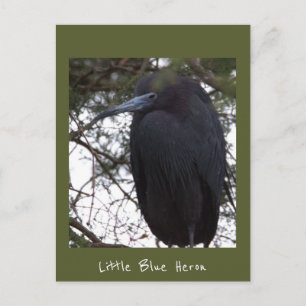 Carte postale petit héron bleu