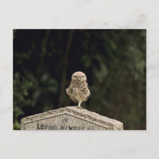 Carte Postale Petit hibou dans un cimetière