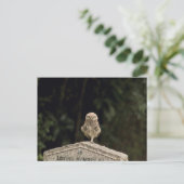 Carte Postale Petit hibou dans un cimetière (Debout devant)
