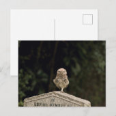 Carte Postale Petit hibou dans un cimetière (Devant / Derrière)
