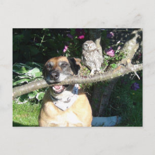 Carte Postale Petit hibou et gros chien