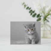 Carte Postale Petit Kitten (Debout devant)