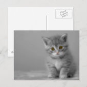 Carte Postale Petit Kitten (Devant / Derrière)