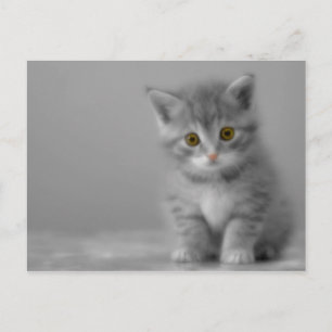 Carte Postale Petit Kitten