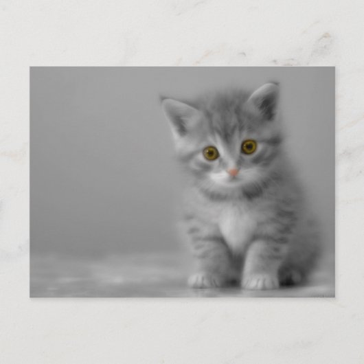 Carte Postale Petit Kitten (Devant)