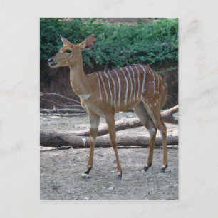 Carte Postale Petit Kudu