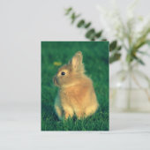 Carte Postale Petit lapin (Debout devant)