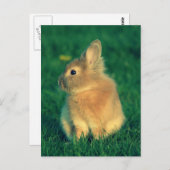 Carte Postale Petit lapin (Devant / Derrière)