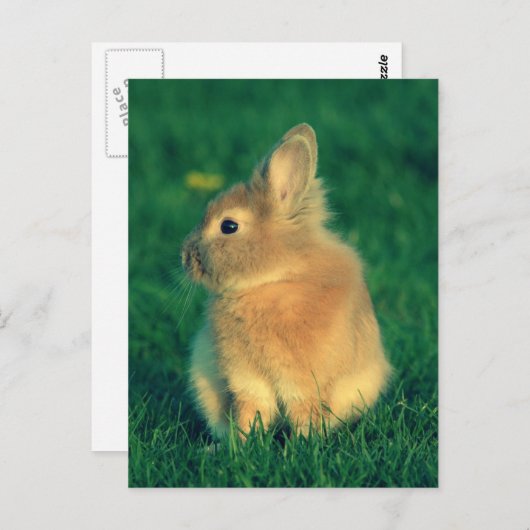 Carte Postale Petit lapin (Devant / Derrière)