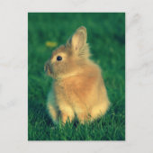 Carte Postale Petit lapin (Devant)