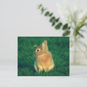 Carte Postale Petit lapin (Debout devant)