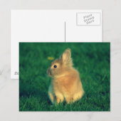 Carte Postale Petit lapin (Devant / Derrière)