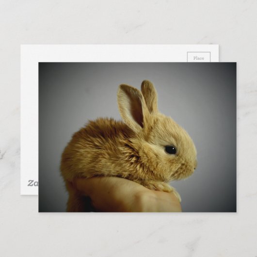 Carte Postale Petit lapin mignon à la main (Devant / Derrière)