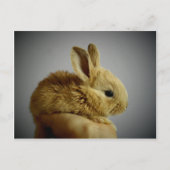 Carte Postale Petit lapin mignon à la main (Devant)