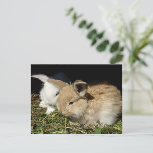 Carte Postale Petit lapin moelleux (Debout devant)