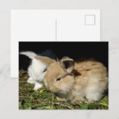 Carte Postale Petit lapin moelleux (Devant / Derrière)