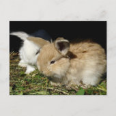 Carte Postale Petit lapin moelleux (Devant)