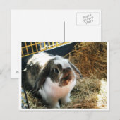Carte Postale Petit lapin pour animal de compagnie (Devant / Derrière)