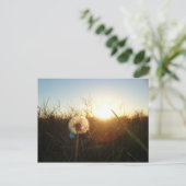 Carte Postale Petit lion (Debout devant)