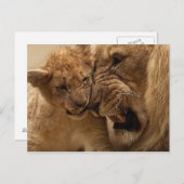 Carte Postale Petit lion avec papa (Devant / Derrière)