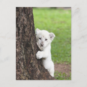Carte Postale Petit lion blanc caché derrière un arbre.