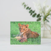 Carte Postale Petit lion et tortue (Debout devant)