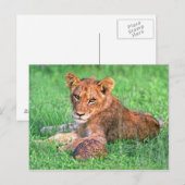 Carte Postale Petit lion et tortue (Devant / Derrière)