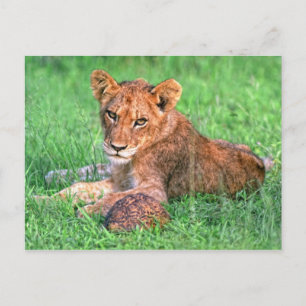 Carte Postale Petit lion et tortue