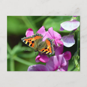 Carte Postale Petit Marsault Papillon & Pois de Senteur