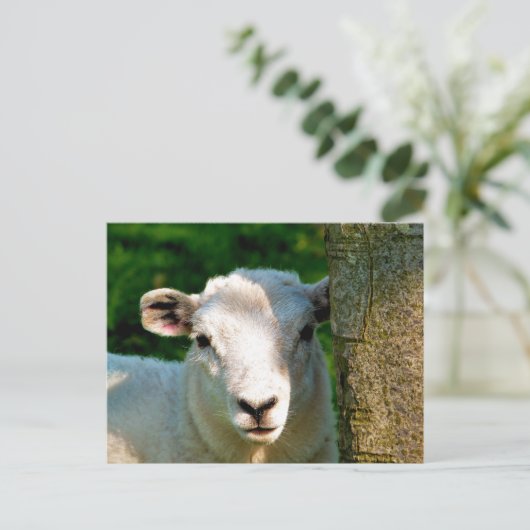 CARTE POSTALE PETIT MOQUETTE (Debout devant)