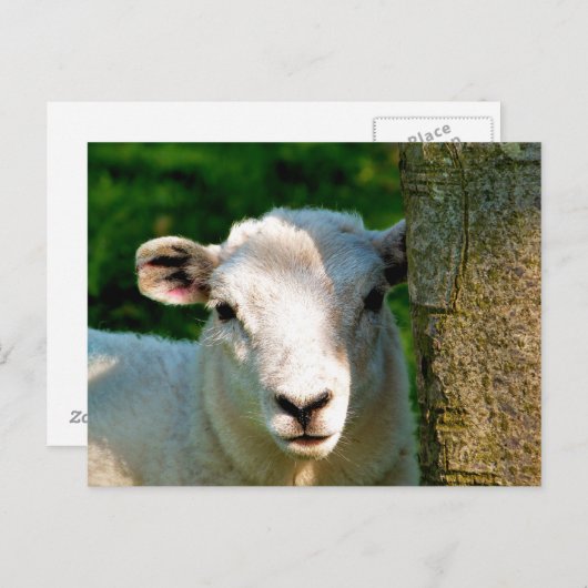 CARTE POSTALE PETIT MOQUETTE (Devant / Derrière)