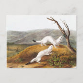 Carte Postale Petit Nimble Weasel Putorius agilis Illustration (Devant)