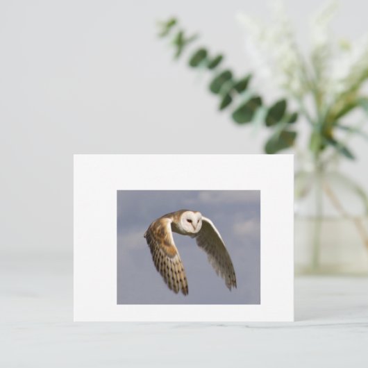 Carte Postale petit-oiseau-de-grange-en-vol (Debout devant)