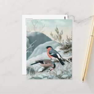 Carte Postale Petit oiseau mignon - Bullfinch, Art