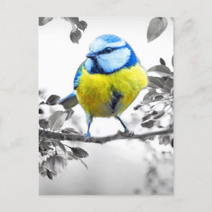 Carte Postale Petit Oiseau noir et blanc photo