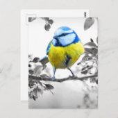 Carte Postale Petit Oiseau noir et blanc photo (Devant / Derrière)