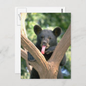 Carte Postale Petit ours d'ours noir (Devant / Derrière)