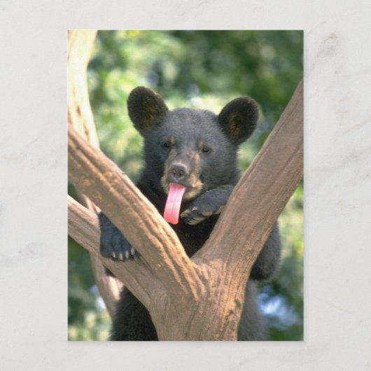 Carte Postale Petit ours d'ours noir (Devant)