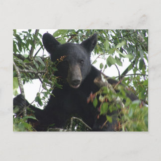 Carte Postale Petit ours d'ours noir dans un arbre
